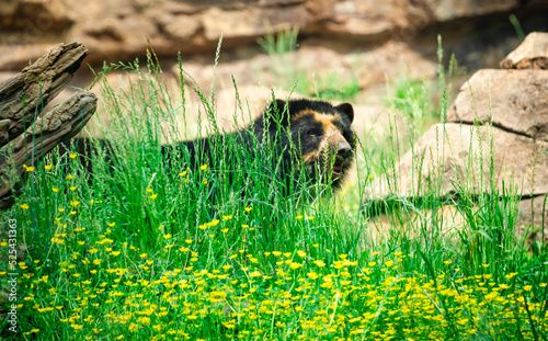 Andean Bear behind the grass at a zoo in Nashville Tennessee. photo