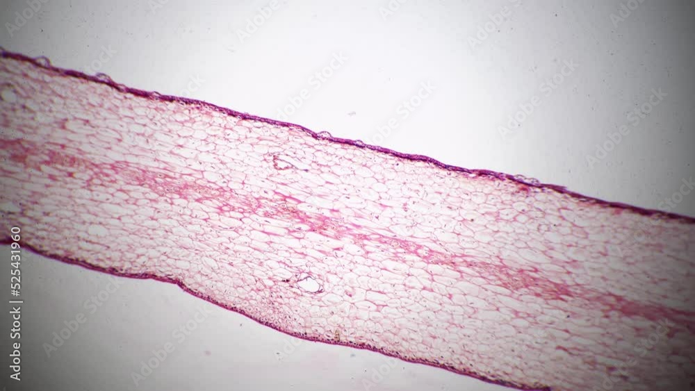 Stockvideo Polliondium of Funaria in longitudinal section under ...