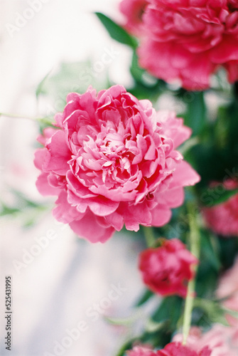 Pink peonies flower bloom on white. Romantic texture concept