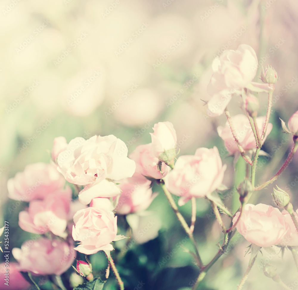 Fototapeta premium SUMMER OR SPRING FLOWER GARDEN BACKGROUND