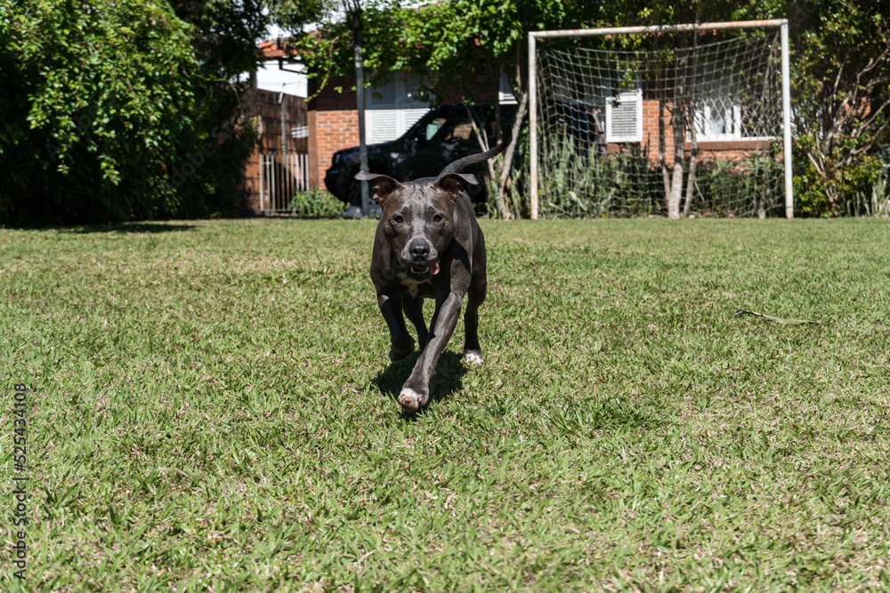 Blue nose Pit bull dog playing in the green grassy field. Sunny day. Dog having fun, running and playing ball. Selective focus