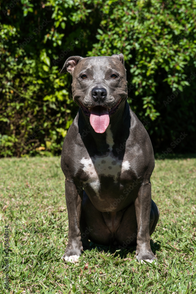 Blue nose Pit bull dog playing in the green grassy field. Sunny day. Dog having fun, running and playing ball. Selective focus Blue nose Pit bull dog playing in the green grassy field. Sunny day. Dog having fun, running and playing ball. Selective focus