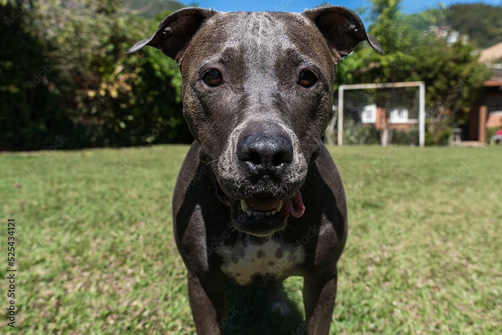 Blue nose Pit bull dog playing in the green grassy field. Sunny day. Dog having fun, running and playing ball. Selective focus