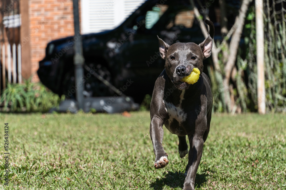Blue nose Pit bull dog playing in the green grassy field. Sunny day. Dog having fun, running and playing ball. Selective focus Blue nose Pit bull dog playing in the green grassy field. Sunny day. Dog having fun, running and playing ball. Selective focus