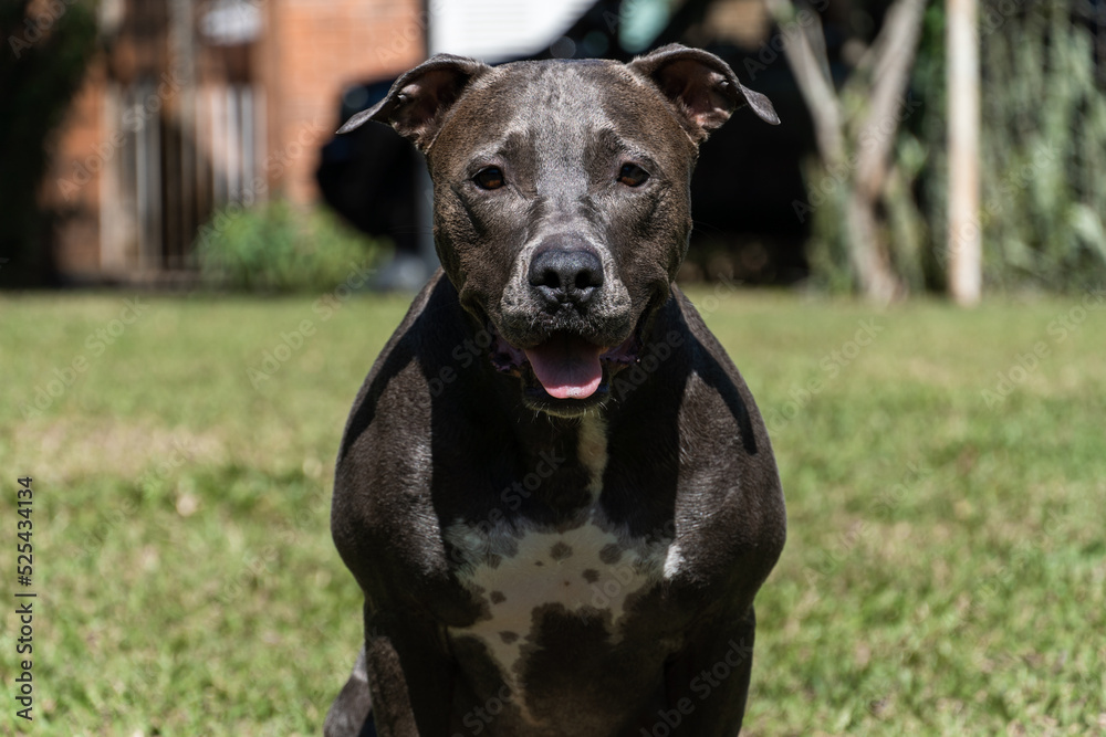 Blue nose Pit bull dog playing in the green grassy field. Sunny day. Dog having fun, running and playing ball. Selective focus Blue nose Pit bull dog playing in the green grassy field. Sunny day. Dog having fun, running and playing ball. Selective focus