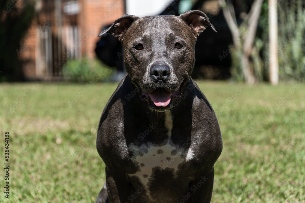 Blue nose Pit bull dog playing in the green grassy field. Sunny day. Dog having fun, running and playing ball. Selective focus