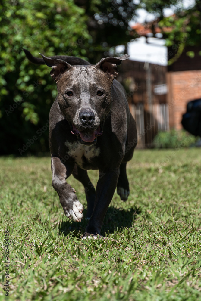 Blue nose Pit bull dog playing in the green grassy field. Sunny day. Dog having fun, running and playing ball. Selective focus Blue nose Pit bull dog playing in the green grassy field. Sunny day. Dog having fun, running and playing ball. Selective focus