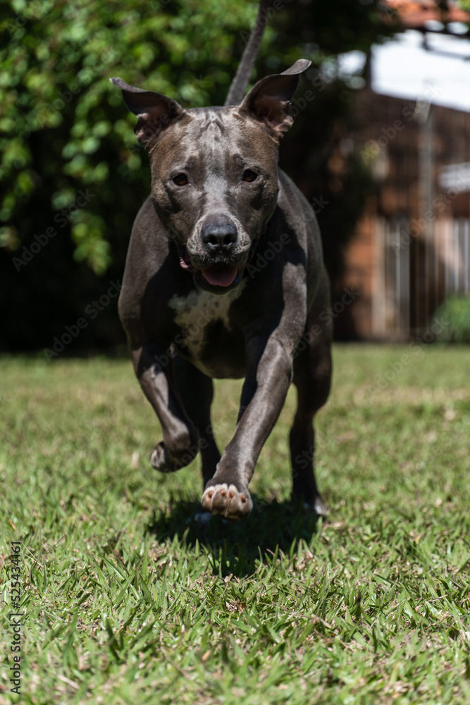 Blue nose Pit bull dog playing in the green grassy field. Sunny day. Dog having fun, running and playing ball. Selective focus Blue nose Pit bull dog playing in the green grassy field. Sunny day. Dog having fun, running and playing ball. Selective focus