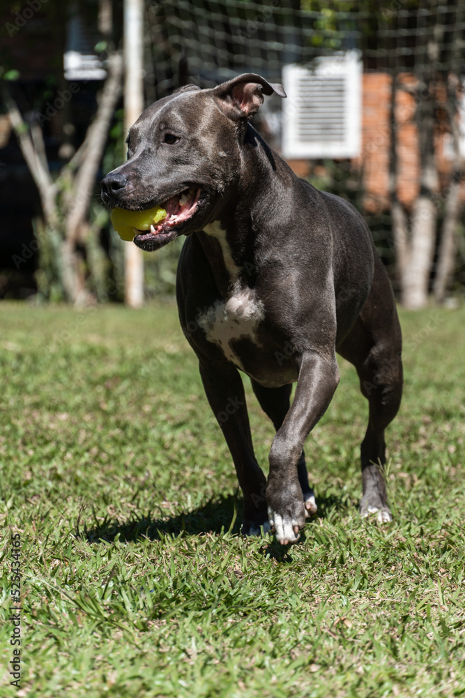 Blue nose Pit bull dog playing in the green grassy field. Sunny day. Dog having fun, running and playing ball. Selective focus Blue nose Pit bull dog playing in the green grassy field. Sunny day. Dog having fun, running and playing ball. Selective focus