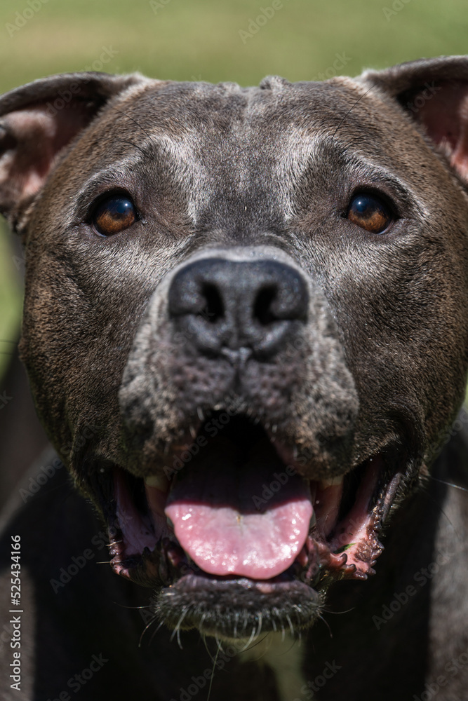 Blue nose Pit bull dog playing in the green grassy field. Sunny day. Dog having fun, running and playing ball. Selective focus Blue nose Pit bull dog playing in the green grassy field. Sunny day. Dog having fun, running and playing ball. Selective focus