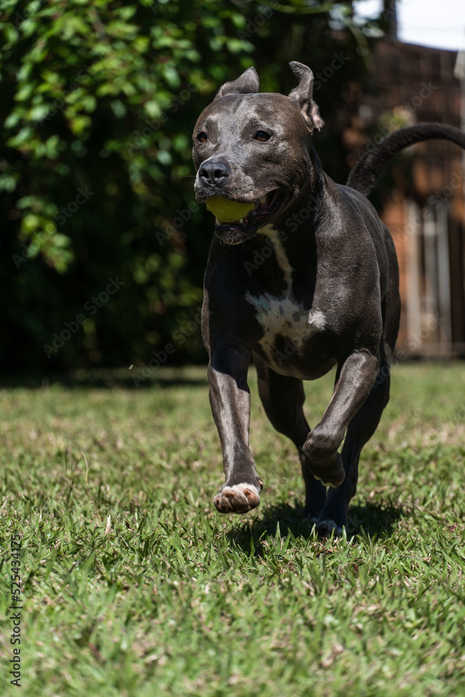 Blue nose Pit bull dog playing in the green grassy field. Sunny day. Dog having fun, running and playing ball. Selective focus Blue nose Pit bull dog playing in the green grassy field. Sunny day. Dog having fun, running and playing ball. Selective focus