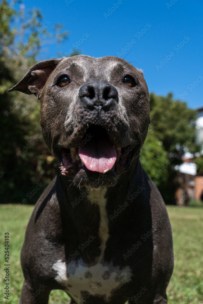 Blue nose Pit bull dog playing in the green grassy field. Sunny day. Dog having fun, running and playing ball. Selective focus Blue nose Pit bull dog playing in the green grassy field. Sunny day. Dog having fun, running and playing ball. Selective focus