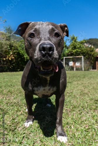 Blue nose Pit bull dog playing in the green grassy field. Sunny day. Dog having fun  running and playing ball. Selective focus