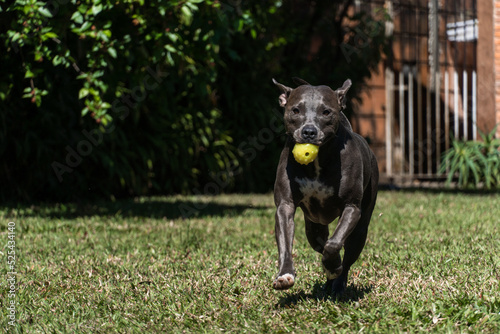 Fototapeta Naklejka Na Ścianę i Meble -  Blue nose Pit bull dog playing in the green grassy field. Sunny day. Dog having fun, running and playing ball. Selective focus
