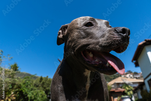 Blue nose Pit bull dog playing in the green grassy field. Sunny day. Dog having fun  running and playing ball. Selective focus