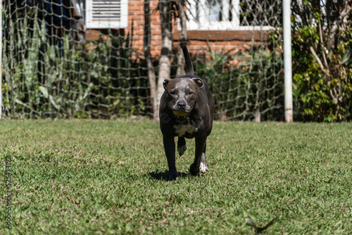 Blue nose Pit bull dog playing in the green grassy field. Sunny day. Dog having fun, running and playing ball. Selective focus