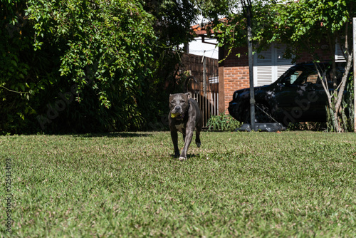 Blue nose Pit bull dog playing in the green grassy field. Sunny day. Dog having fun, running and playing ball. Selective focus © Diego