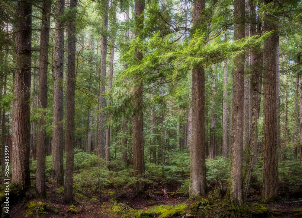 towering trees in a lush green rain forest in the Pacific Northwest in Washington State