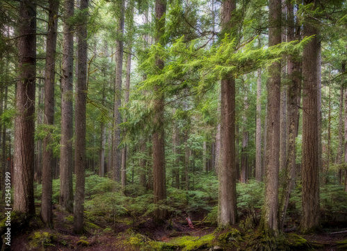 towering trees in a lush green rain forest in the Pacific Northwest in Washington State © Nathaniel Gonzales