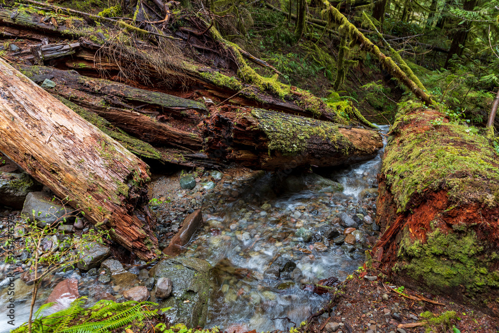 towering trees in a lush green rain forest in the Pacific Northwest in Washington State towering trees in a lush green rain forest in the Pacific Northwest in Washington State
