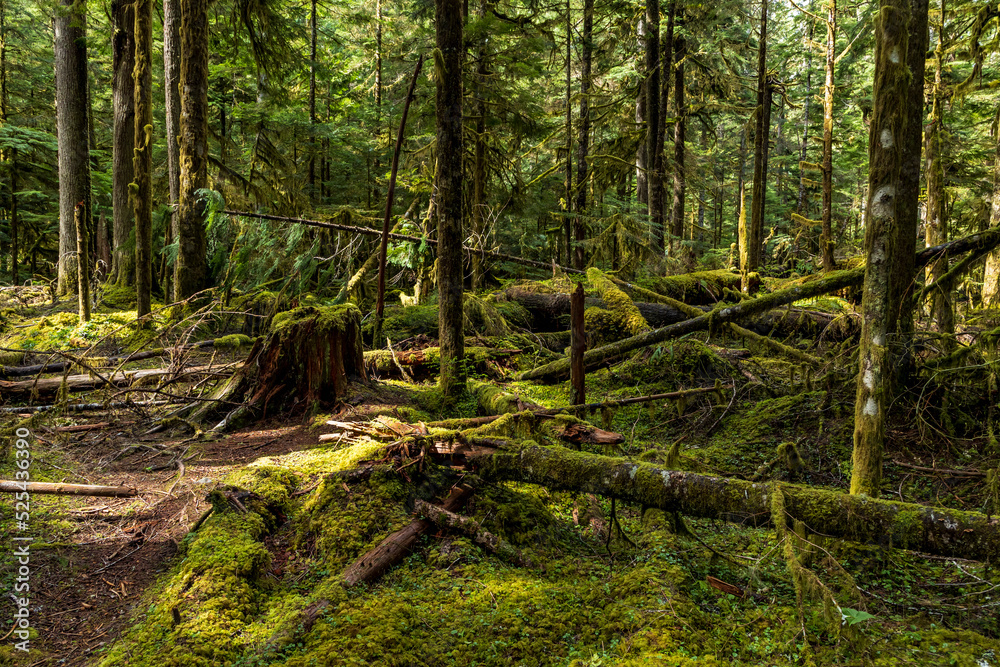 towering trees in a lush green rain forest in the Pacific Northwest in Washington State towering trees in a lush green rain forest in the Pacific Northwest in Washington State