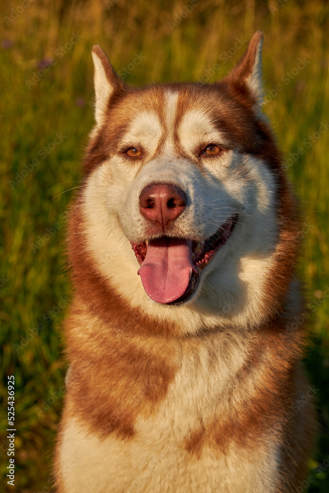 Happy smiling face of a red husky dog close-up