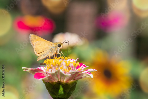 Skipper butterfly on a muti colored zinnia photo