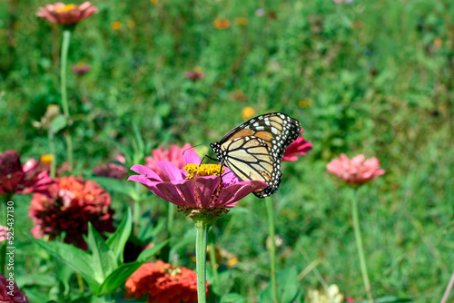 Closeup of Butterfly Probing into Flower