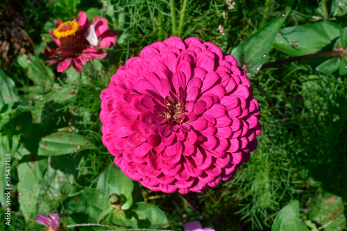 Colorful Zinnia in Close-up