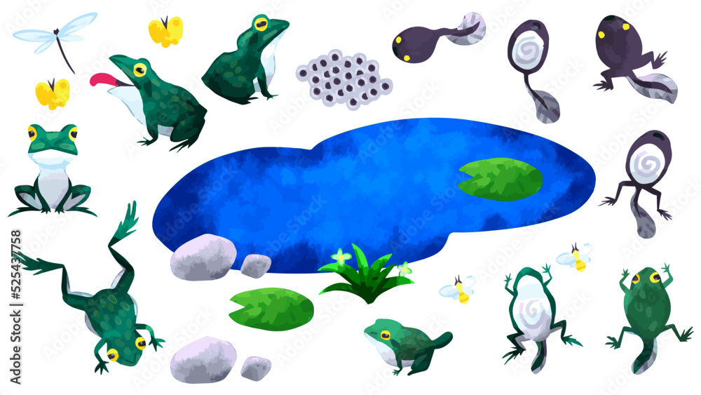 Set of the life cycle of a frog Stock Vector | Adobe Stock
