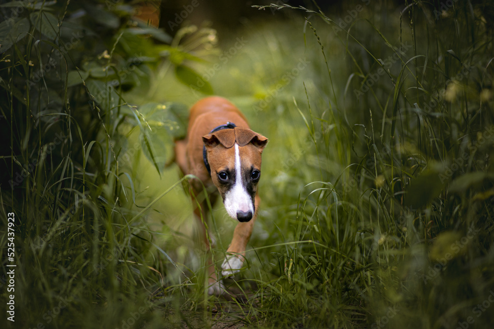 Szczeniak whippet o jasnym umaszczeniu biegnie w wysokiej trawie