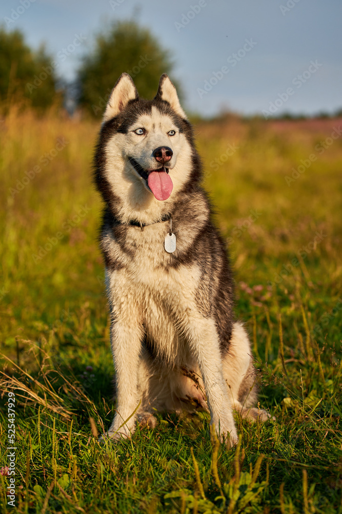 Happy smiling face of a red husky dog close-up Happy smiling face of a red husky dog close-up