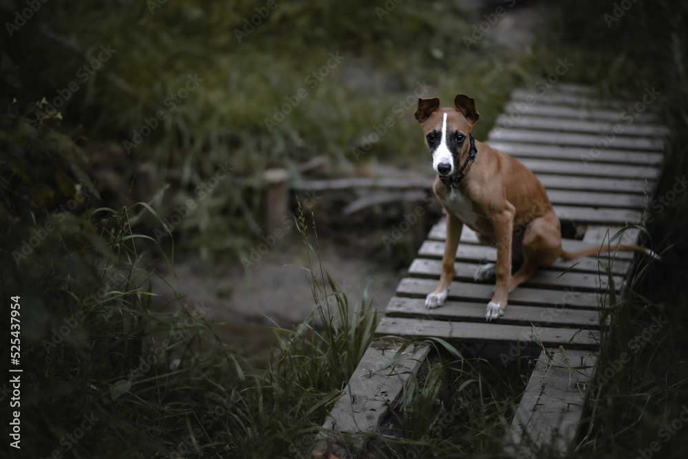 Szczeniak whippet o jasnym umaszczeniu siedzi na moście nad rzeką