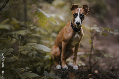Obraz na płótnie Pies whippet siedzi na pniu drzewa w lesie w salonie