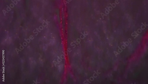 Dense connective tissue with tendon in longitudinal section filmed with 400 times magnification and cross light. Macro view of human inner body part for detailed anatomy investigation in a lab photo