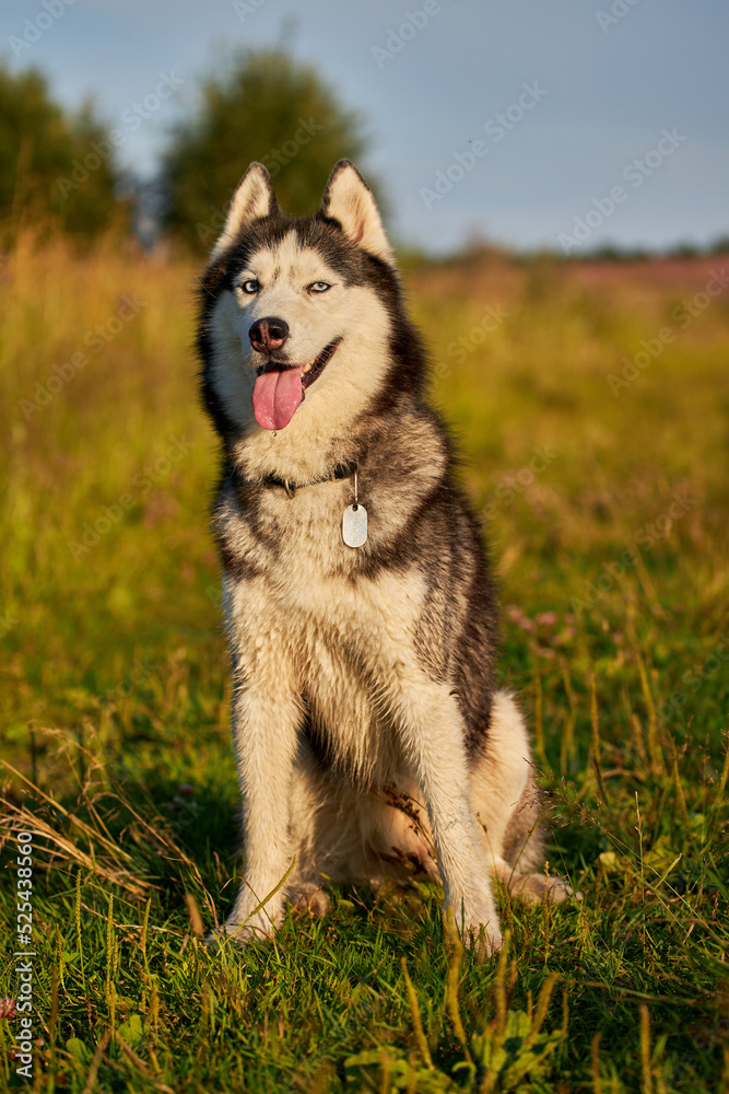 Happy smiling face of a husky dog close-up