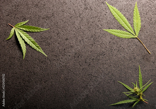cannabis leaves for background isolated