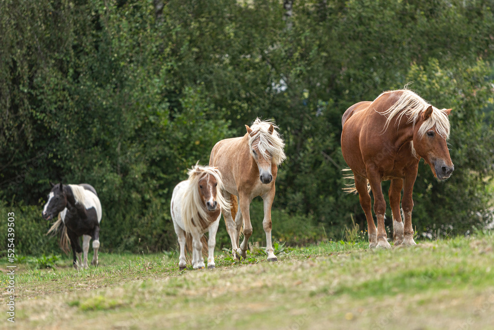 A mixed herd of horses having fun on a summer pasture outdoors. Horses in motion