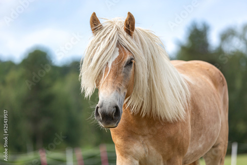 Obraz na plátně Portrait of a young haflinger horse mare on a pasture in summer outdoors