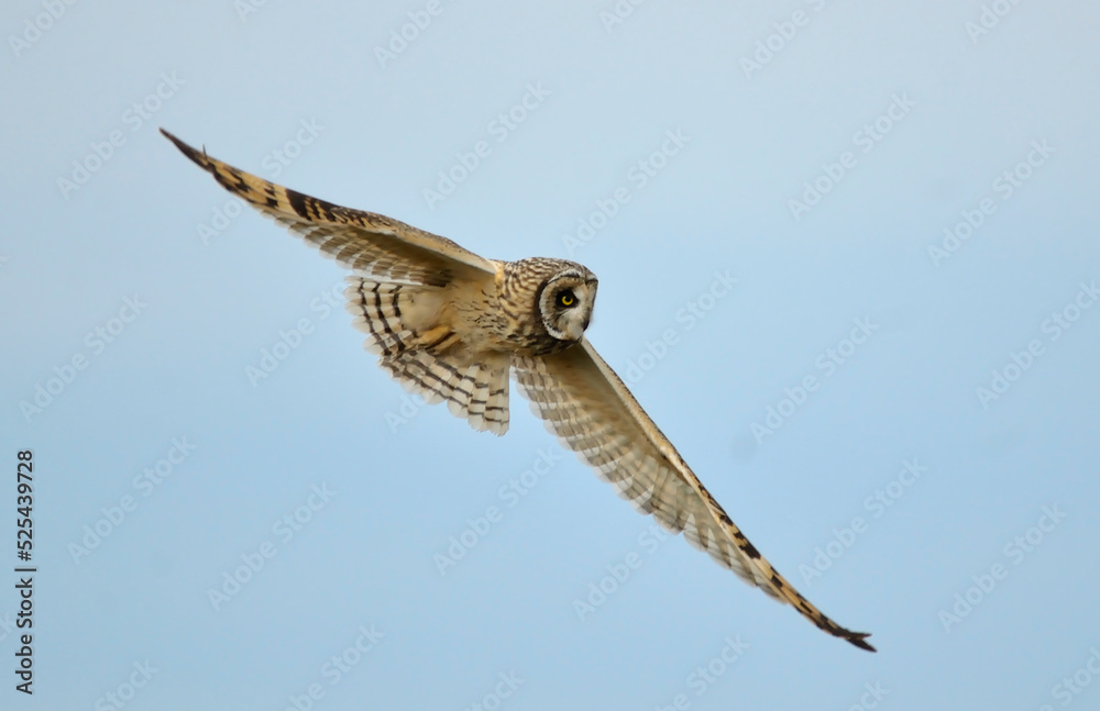 Obraz premium Owl flying 1