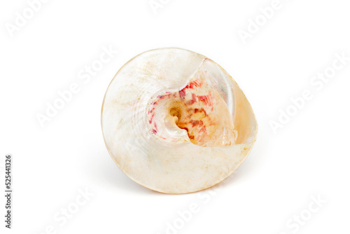 Image of pearl trochus seashells on a white background. Undersea Animals. Sea Shells. photo