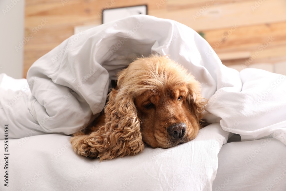 Cute English cocker spaniel covered with soft blanket on bed Cute English cocker spaniel covered with soft blanket on bed