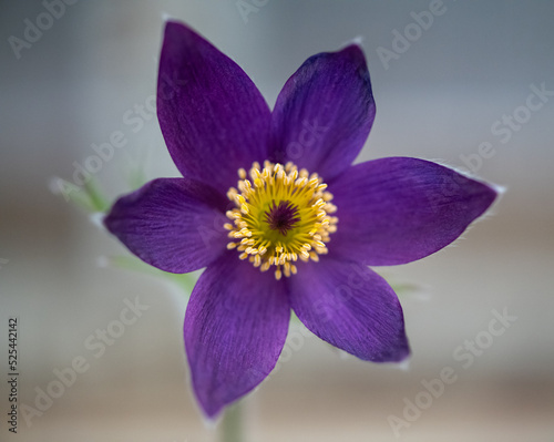 Photography A macro of a single dark purple clematis flower with a pale green stem