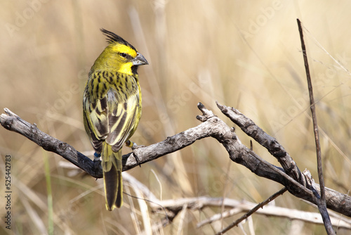 Yellow Cardinal on a branch