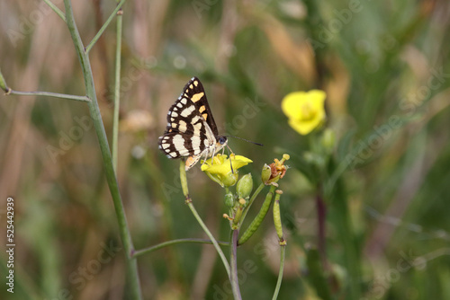 butterfly on a flower