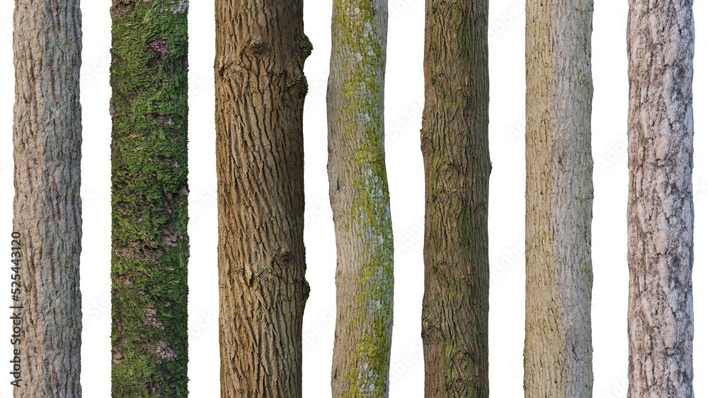 tree trunks isolated on white background - obrazy, fototapety, plakaty 