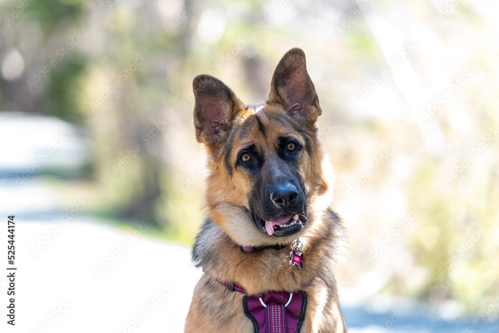 A young female German Sheppard dog sits attentively with its long tongue hanging out, ears up, and attentively wearing a pink harness and leash. The dog has thick black and brown fur. 