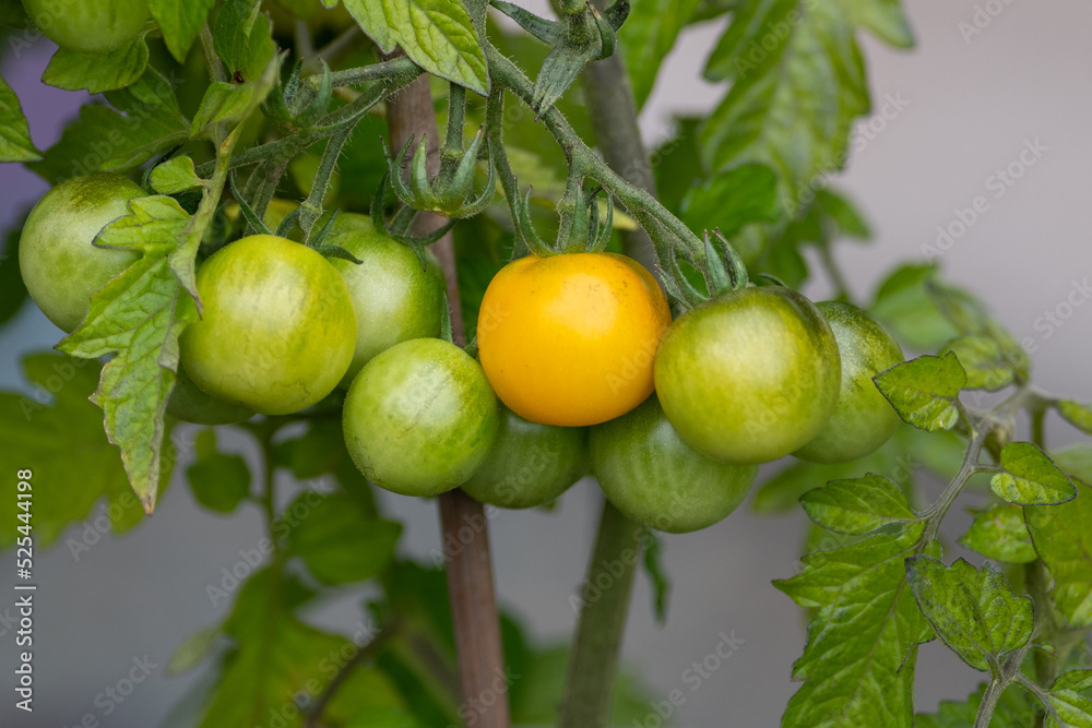 Small green unripe cherry tomatoes hanging on a thick vine with small yellow flowers, deep green leaves, and white background. The tomatoes have a thick shiny skin, green pattern and hairy stalks.