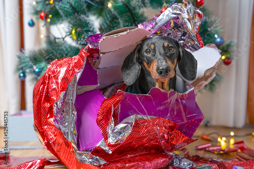 Photography Lovely dachshund dog in a knitted sweater sits under a Christmas tree and opens presents