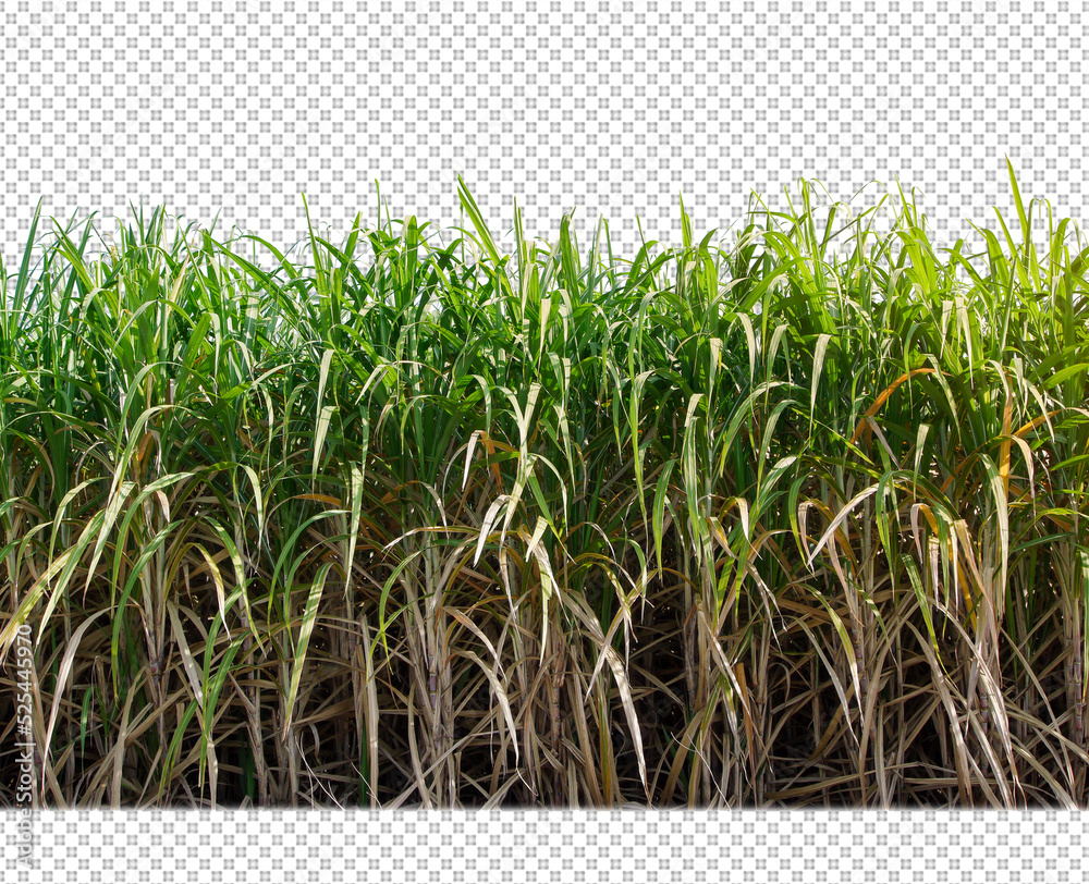 sugar cane on transparent picture background with clipping path Stock Photo  | Adobe Stock